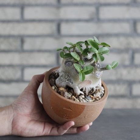 Adenium arabicum × N/OH(4.5号)  no.906/9