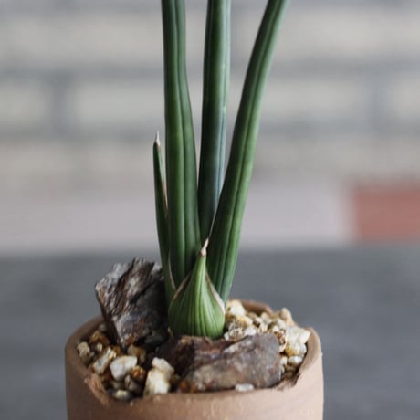 Sansevieria erythraea × N/OH (3号)  no.920/14