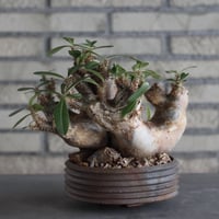 Pachypodium makayense × PEMONE (6号)  no.920/29