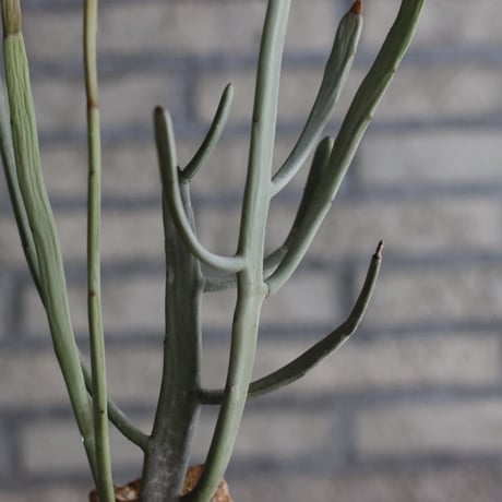 Euphorbia crassa × YAMABACHI (3号) no.927/56