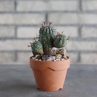 Euphorbia stellispina (群星冠) × YAMABACHI (3号)  no.906/45