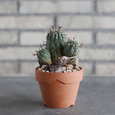 Euphorbia stellispina (群星冠) × YAMABACHI (3号)  no.906/45