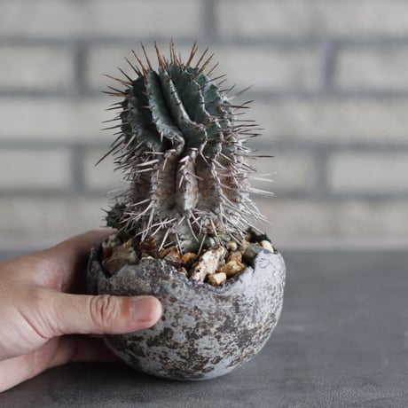 Euphorbia horrida × takero pot (3.5号)  no.920/33