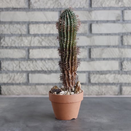 Euphorbia stellispina (秋星冠) × YAMABACHI (3号) no.712/7