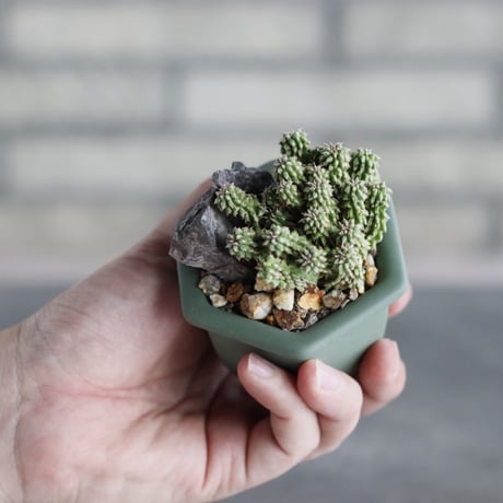 Euphorbia sepultap × nos pot (2号)  no.712/32