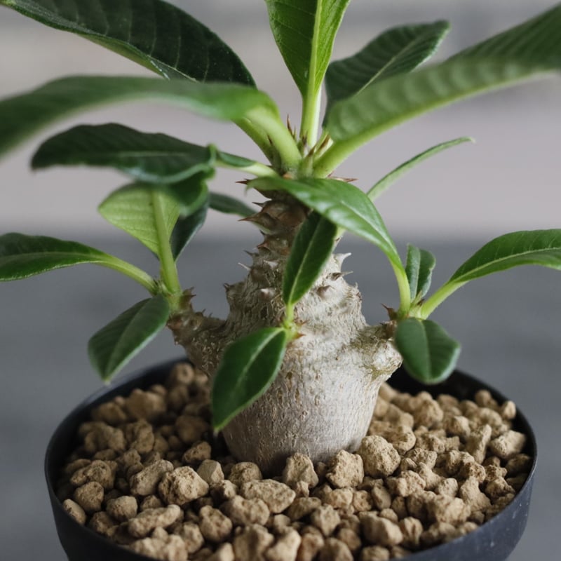 Pachypodium windsorii (3号鉢) no.705/111 | 芽の巣山