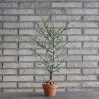 Euphorbia arahaka × YAMABACHI (3号)  no.1004/112