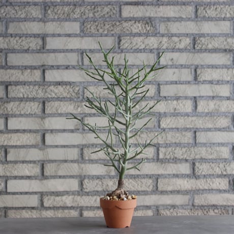 Euphorbia arahaka × YAMABACHI (3号)  no.1004/112