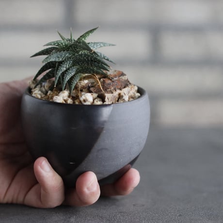 Aloe descoingsii × N/OH (3号)  no.920/23
