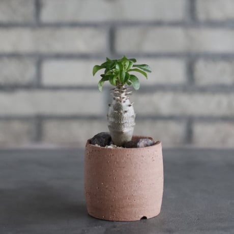 Pachypodium windsorii × N/OH (2.5号)  no.906/55