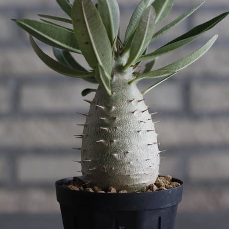 Pachypodium cactipes (3号鉢)  no.705/117