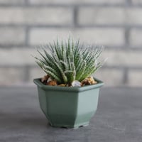 Aloe haworthioides × nos pot (3.5号)  no.927/74
