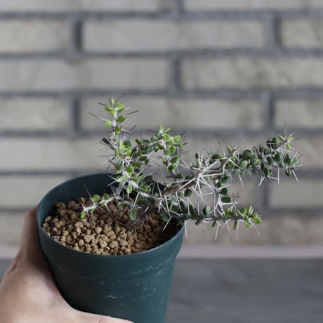 Alluaudia comosa (4号)  no.719/148