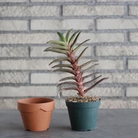 Gasteria rawlinsonii (3号) ＋YAMABACHI  no.830/11