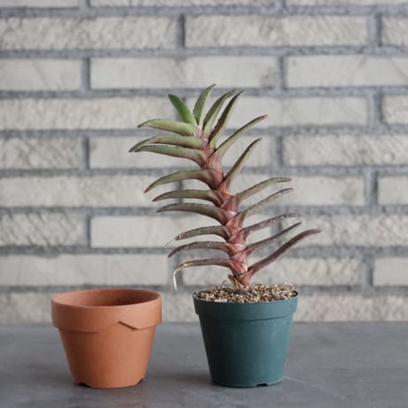 Gasteria rawlinsonii (3号) ＋YAMABACHI  no.830/11