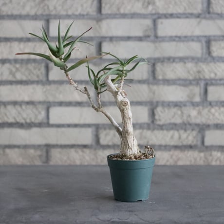 Aloiampelos ciliaris (2.5号) ＋YAMABACHI  no.830/7