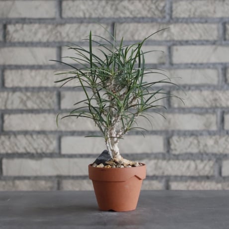 Euphorbia hybrid × YAMABACHI (3号)  no.906/22