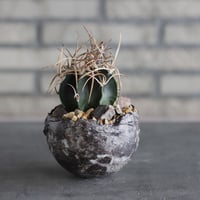 Astrophytum capricorne v. crassispinum (水牛大鳳玉) × takero pot (3.5号)  no.920/35
