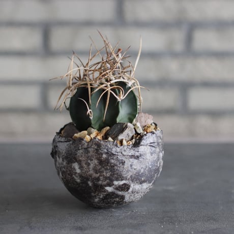 Astrophytum capricorne v. crassispinum (水牛大鳳玉) × takero pot (3.5号)  no.920/35