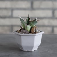 Agave sp. No.1 × nos pot (3.5号)  no.927/76