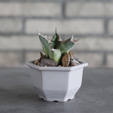 Agave sp. No.1 × nos pot (3.5号)  no.927/76