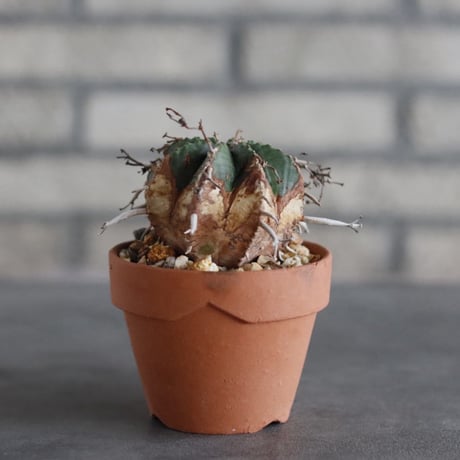 Euphorbia valida (雌) × YAMABACHI (3号)  no.927/70