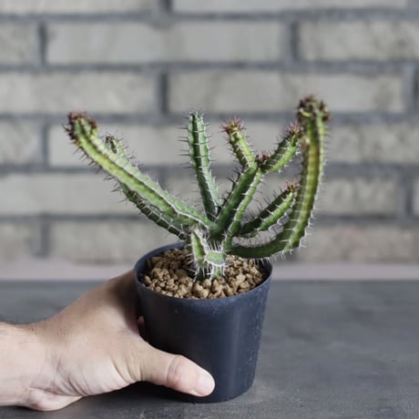 Euphorbia griseola (3号)  no.719/146
