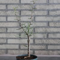 Alluaudiopsis fiherenensis (4号)   no.830/50