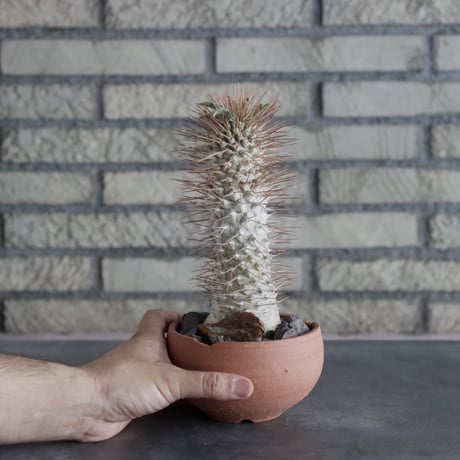 Pachypodium namaquanum × N/OH (4号)  no.712/8