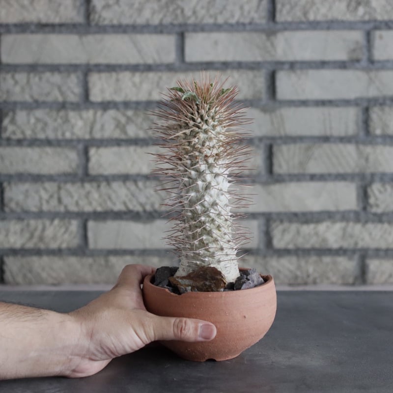 Pachypodium namaquanum × N/OH (4号) no.712/8 |