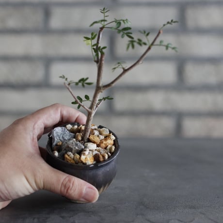 【芽の巣山】Bursera microphylla × 安西岳郎 / 中川智治 (2.5号)  no.823/24