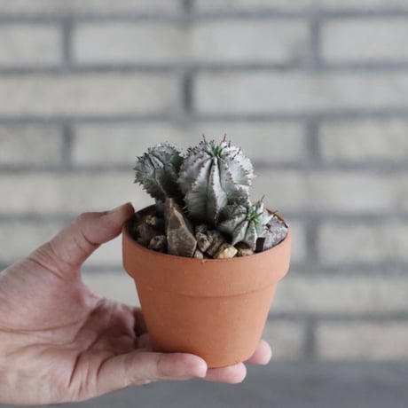 Euphorbia horrida × YAMABACHI (3号)  no.906/41