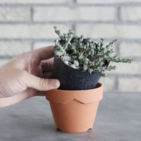 Euphorbia actinoclada (3号) ＋YAMABACHI  no.830/33