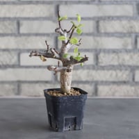 Bursera hindsiana (3号鉢)  no.705/94