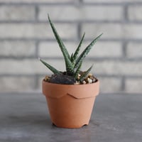 Aloe tugenensis L. E. Newton &Lavranos × YAMABACHI (3号)  no.927/88