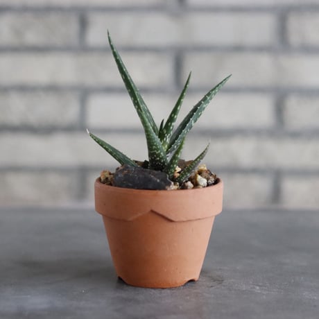 Aloe tugenensis L. E. Newton &Lavranos × YAMABACHI (3号)  no.927/88