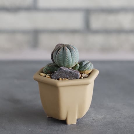Euphorbia obesa (マルチ) × nos pot(2号)  no.712/33