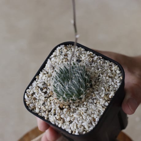 【tres】Haworthia  'odetteaé' (3号)  no.816/18