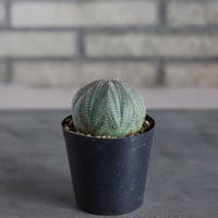Euphorbia obesa (3号鉢)  no.719/159