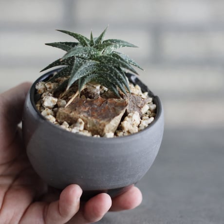 Aloe descoingsii × N/OH (3号)  no.920/23