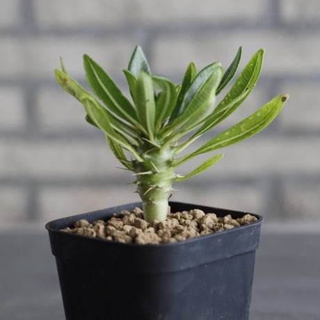 Pachypodium ambongense (3号鉢)  no.705/133