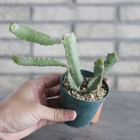 Euphorbia opuntioides (2.5号) ＋YAMABACHI  no.830/28