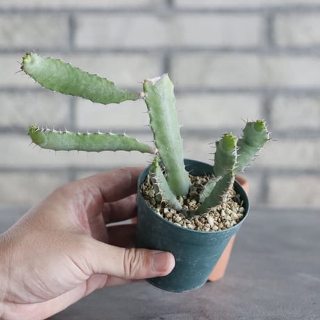 Euphorbia opuntioides (2.5号) ＋YAMABACHI  no.830/28