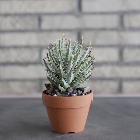 Aloe melanacantha ssp. var. erinacea  × YAMABACHI (3号)  no.712/26