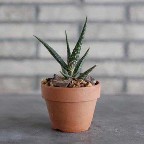 Aloe tugenensis L. E. Newton &Lavranos × YAMABACHI (3号)  no.927/88