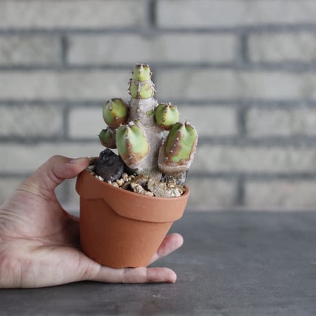 Euphorbia resinifera (白角キリン) × YAMABACHI (3号)  no.906/44