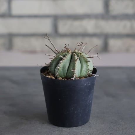 Euphorbia valida (雌) (3号鉢)  no.719/162