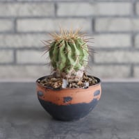 Copiapoa haseltoniana V. gigantea × N/OH (4号)  no.712/14