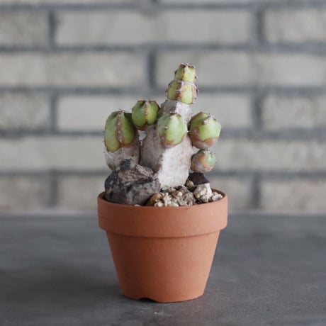 Euphorbia resinifera (白角キリン) × YAMABACHI (3号)  no.906/44
