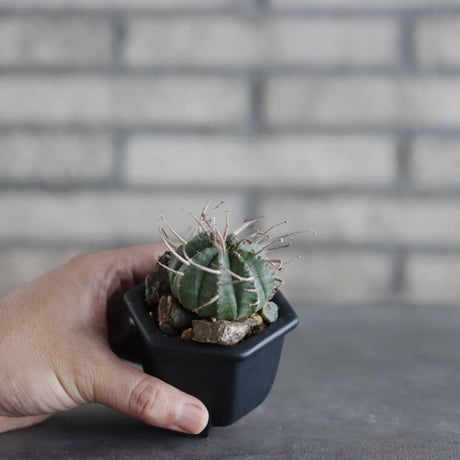 Euphorbia valida × nos pot (2.5号)  no.927/83